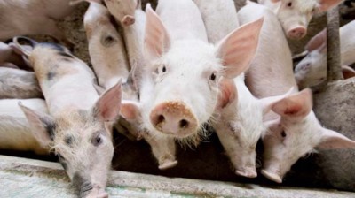 Russian PIK developer founder to set up animal feed producer